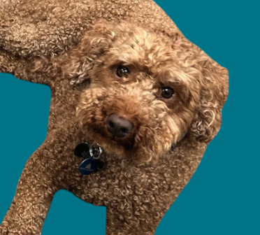 Winston