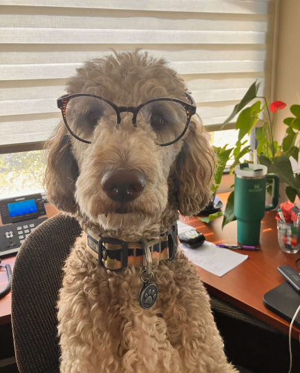 Kaibab, the poodle, sitting an Econiful office desk wearing glasses.