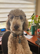 Kaibab, the poodle, sitting an Econiful office desk wearing glasses.