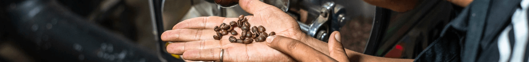 A person holds a handful off coffee beans at a roastery, demonstrating concepts present in the coffee market simulation lesson.